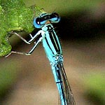 sky blue and black, eye blue with black cap, black head band (male)