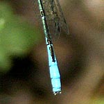 abdomen tip blue, final segment with fine black stripe above (male)