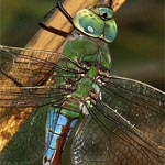 green thorax, blue and black abdomen