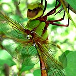 green thorax, orange abdomen (female)