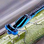 bright blue and black stripes (male)