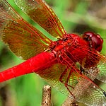 bright red body, large orange splashes on wings (male)