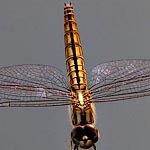 body yellowish and light brown with black markings, clear wings (female)