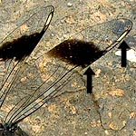 black band on wings, yellowish pterostigmas (male)