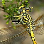 black and yellow stripes, white stripe on thorax (male)