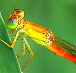 greenish eyes, thorax and abdomen orange (male)