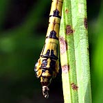 yellowish green and brown striped, distinct club (male)