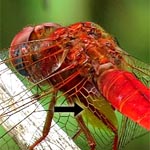 small amber patch on hindwing, bright red body (male)