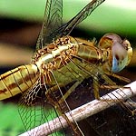 body light orange-brown, cream stripe between wings (female)