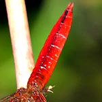 abdomen red, broad, with thin black stripe along the top (male)