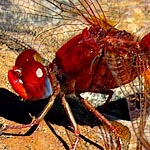 eyes red, with blue at the back, body red (male)