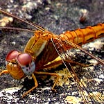 body orange-brown, pale shoulder stripes on thorax (female)