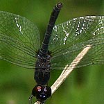 body all black, small amber patch at base of hindwing (male)