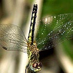 body black with yellowish side stripe, small amber patch at base of hindwing (female)