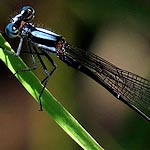 thorax blue, thin black stripe on top, dark brown stripes on side, abdomen slender with yellow rings (male)