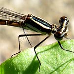 thorax with black and brown stripes, abdomen slender with yellow rings (female)