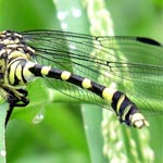 bright yellow bands on abdomen, long pointed upper appendages on tip (male)