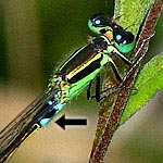 blue, greenish blue and black, distinctive blue side patch (male)