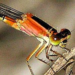 rufous form of female, bright rufous and black