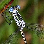 strongly striped thorax, colours variable, pale between wings