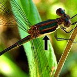 multicoloured stripes on thorax, buff side stripe, metallic green to brown abdomen, partial yellow rings