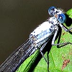 pale blue thorax, dark blue abdomen (male)