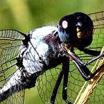 black head, light blue thorax and first half of abdomen (male)