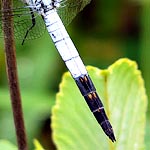 first half of abdomen light blue, second half black with faint yellow markings on top (male)