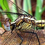 body light and dark yellowish brown, cream stripe along top of thorax (female)