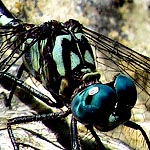 eyes bright blue, thorax with light blue and dark brown stripes