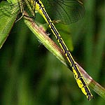 yellow stripe along abdomen