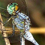 turquoise eyes, pale blue body (male)