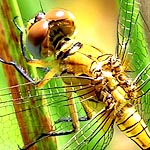 yellow/greenish cream thorax with very narrow black stripes (female)