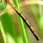 abdomen yellow with black side stripes and narrow stripe on top (female)