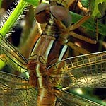 reddish brown body, light stripes on sides of thorax, whitish stripe between wings (male)