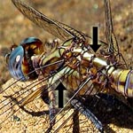 body brownish and pale blue, light stripe on side of thorax, white stripe between wings (male)