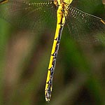 body yellow with black markings (female)