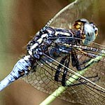 body all blue, darker shoulder stripe on thorax (male)