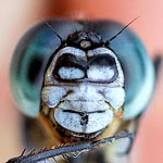 front of head looks spectacled (male)