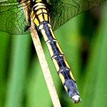 yellowish brown  body with dark stripe along top of abdomen (female)