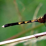 body striped, yellowish and black, last for segments of abdomen black (female)