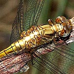 body lightish yellow, abdomen with thin stripe on top and side stripe (female)