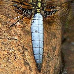 broad abdomen, pale blue apart from first three segments (male)