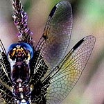 wings with dark brown patch at base, yellow veins, amber patch nearer tip (male)