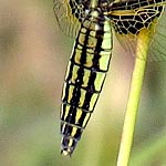 broad abdomen with yellow and dark brown stripes (female)