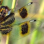 wings with dark brown patch at base and nearer tip, patches surrounded by yellow, yellow veins (female)