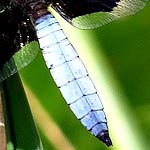 pale blue broad abdomen with dark tip (male)