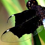 wings with extensive dark markings (male)