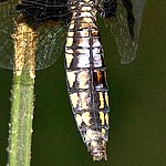 broad abdomen, dark with yellow patches (female)