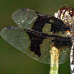 wings with two connected dark patches, yellowish around the patches (female)